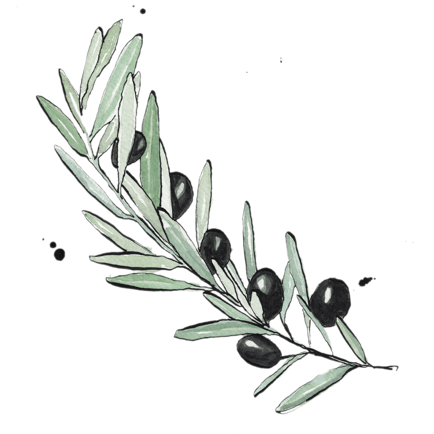 Illustrated olive branch