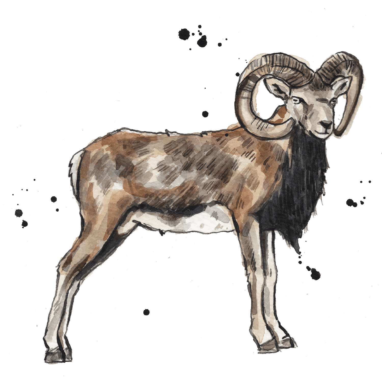 Illustrated Ram Mountain Goat