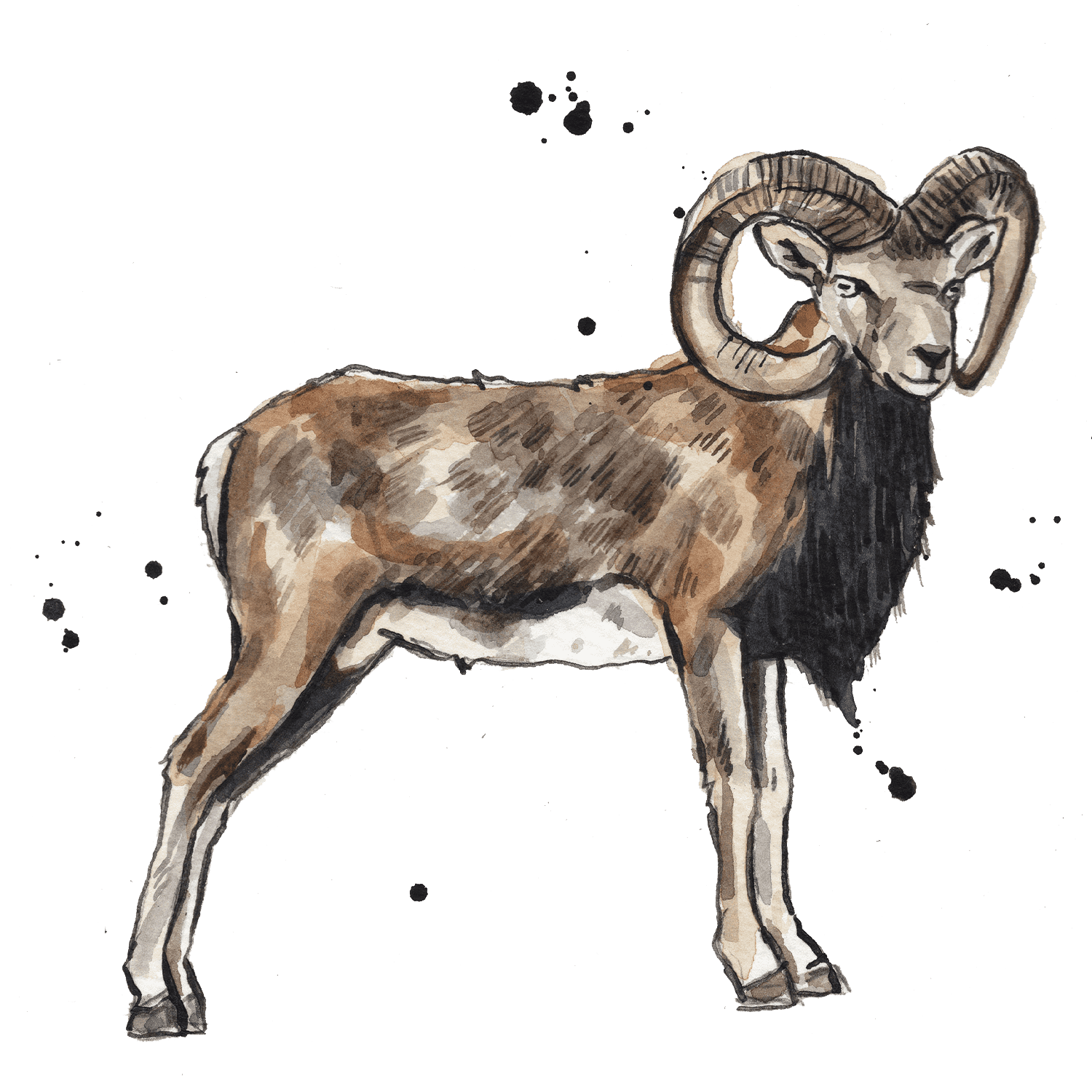 Illustrated ram with horns