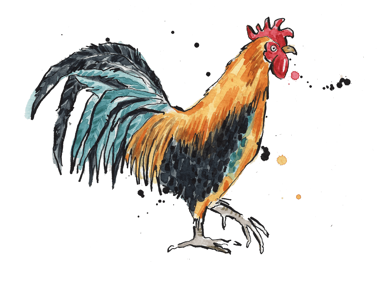 Illustrated rooster