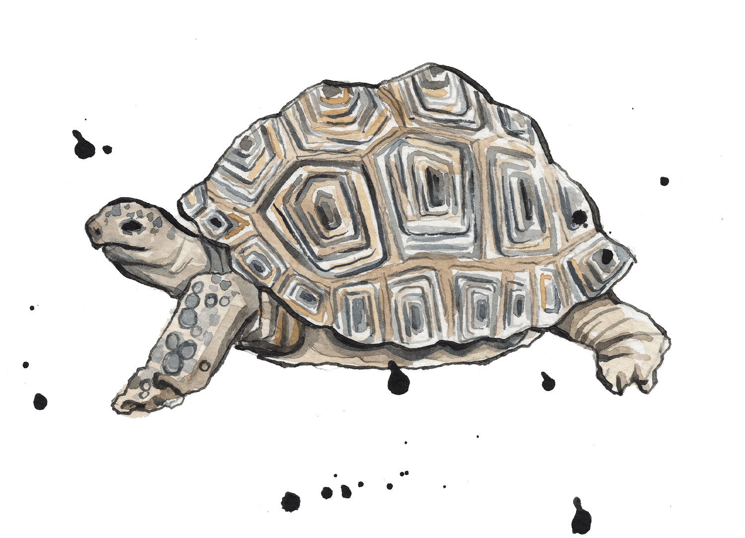 Illustrated tortoise