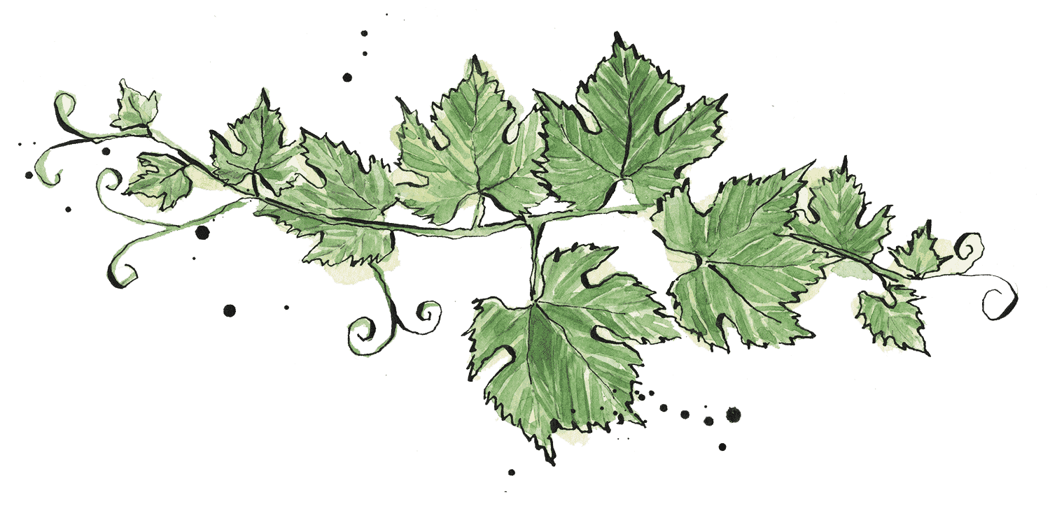 Illustrated vine leaves