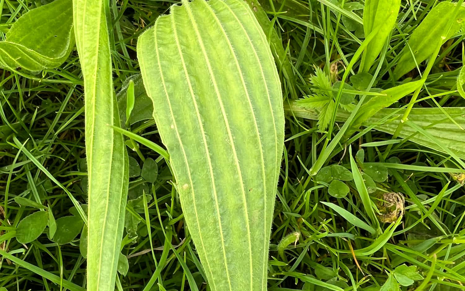 Green plantain leaf amongst grasses.