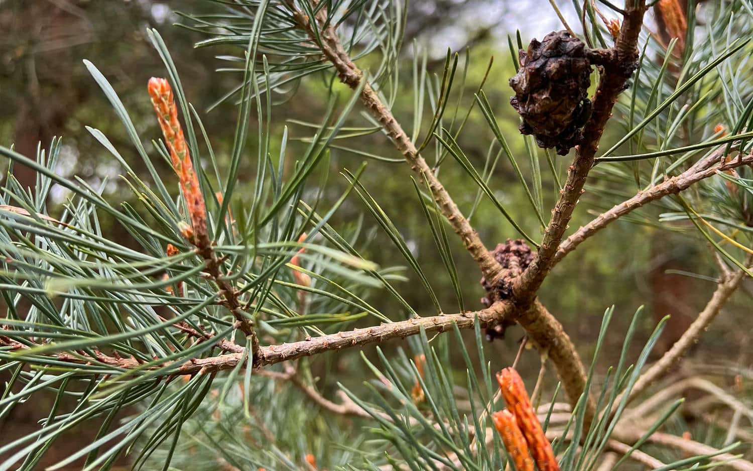 Scots Pine branches and needles close up in the woods.