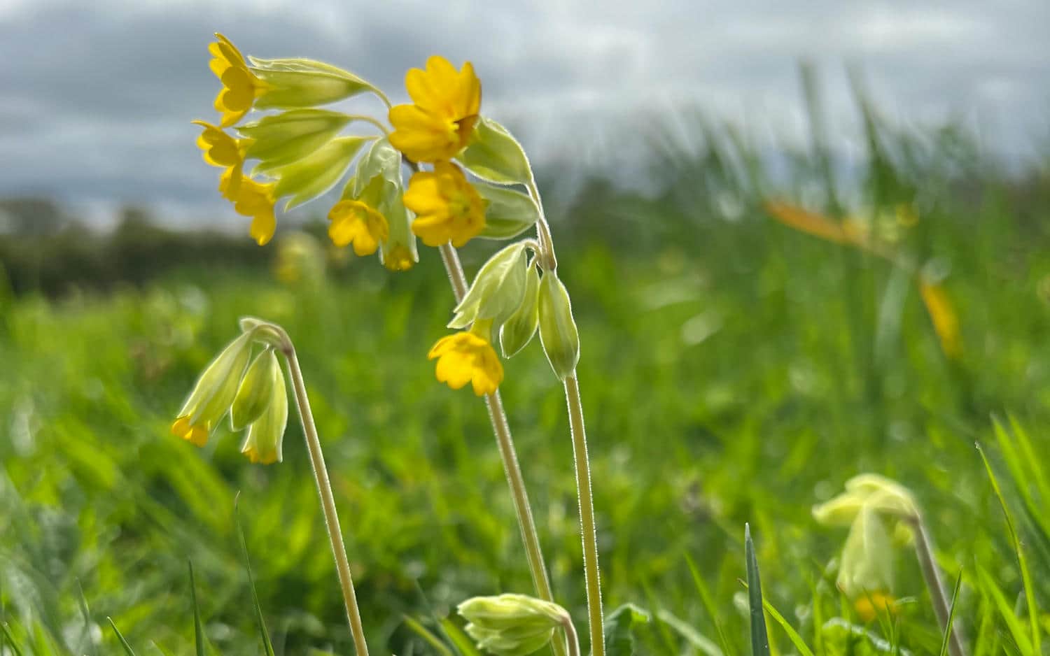Yellow flower in a green grass meadow.