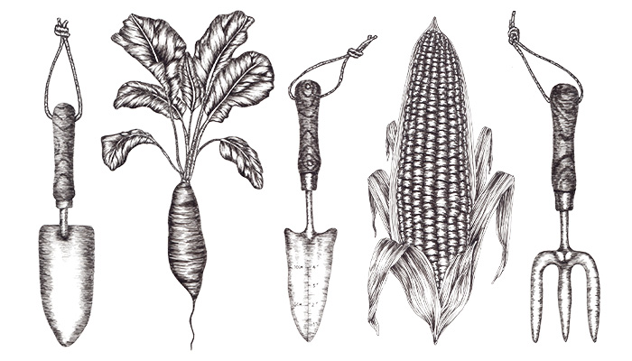 black and white illustration of garden tools including trowels and forks, and a radish and sweetcorn