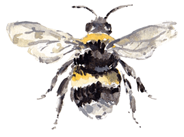 bee illustration