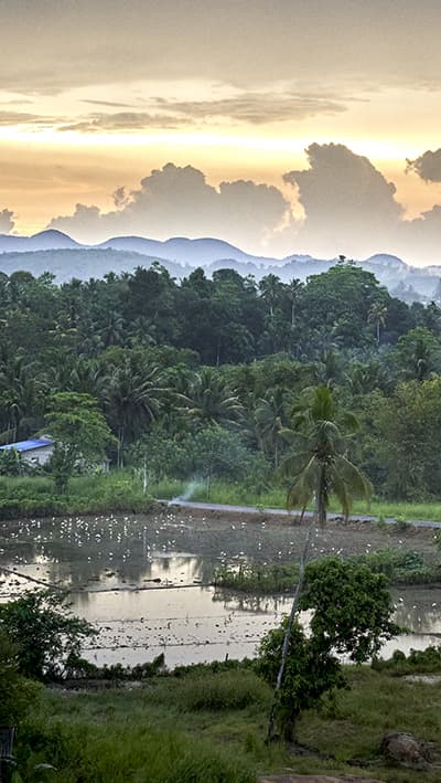 Sri Lankan rainforest landscape with water covered field.
